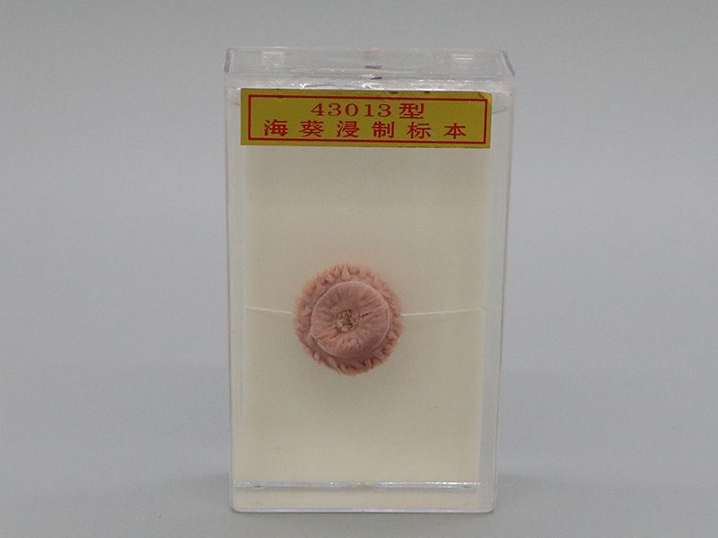 ?？茦?biāo)本